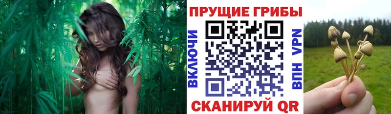 Галлюциногенные грибы мицелий  Курлово 